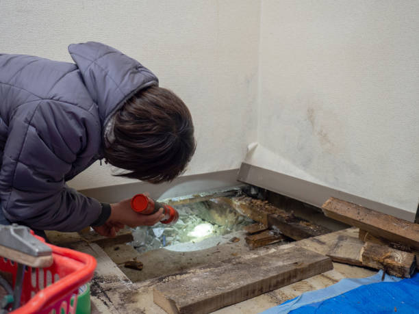 Best Attic Mold Removal  in Sherwood, OH