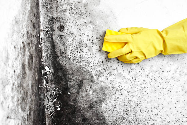 Best Real Estate Mold Inspection  in Sherwood, OH