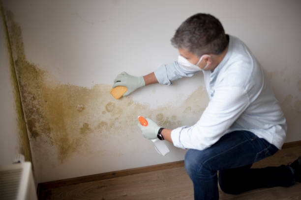 Best Crawl Space Mold Remediation  in Sherwood, OH